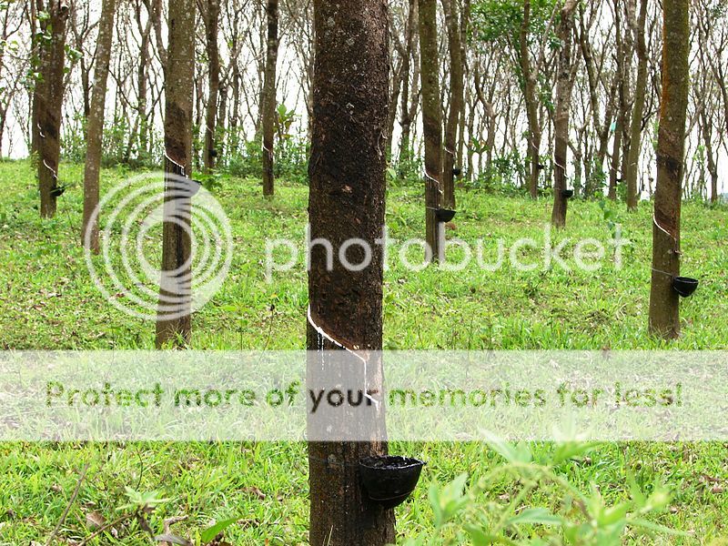 Rubber_trees_in_Kerala_India_zps0c70b062.jpg