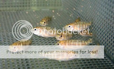 the most beautiful and attractive malawi cichlids in the lake