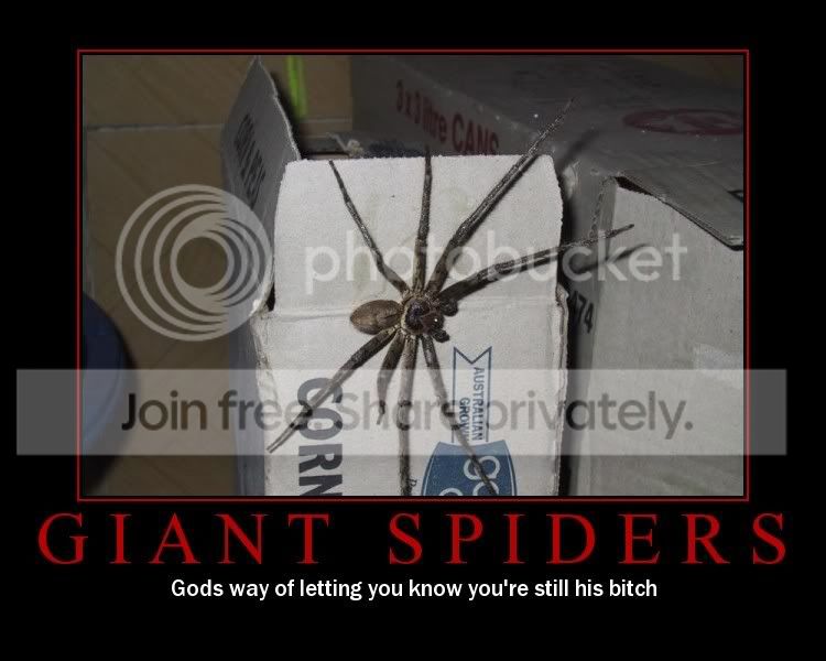 Spiders.jpg