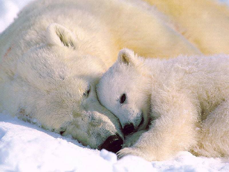 BearLove.jpg