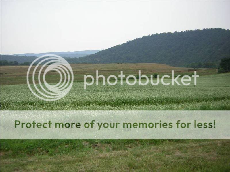 buckwheat.jpg