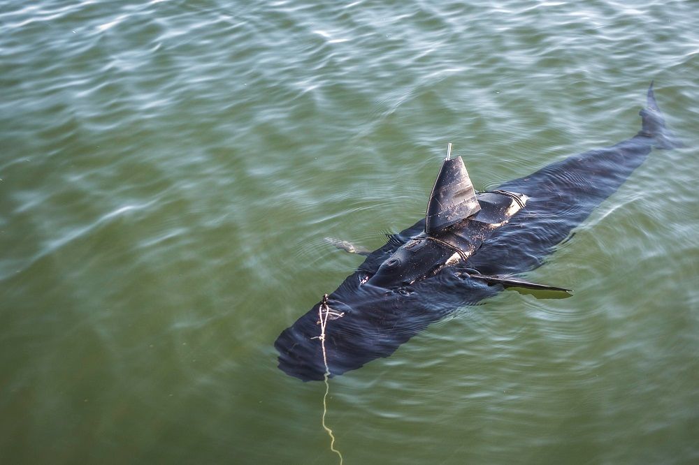 fish-robot_zps0b06916d.jpg